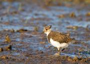 Kiebitz - Northern Lapwing  (Vanellus vanellus)